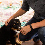 Fitbit Charge Burgundy Large (FB404BYL-EU) Фото Fitbit Charge Burgundy Large (FB404BYL-EU)